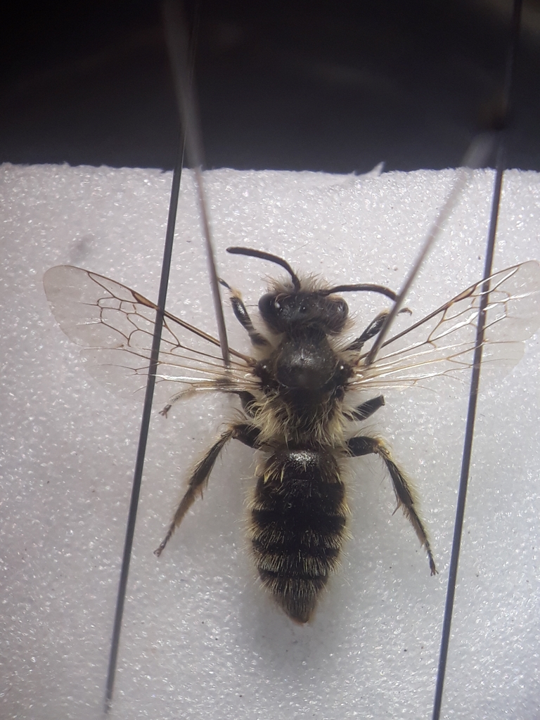 Andrena rhenana