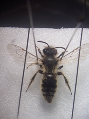 Andrena rhenana