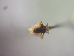 Andrena rhenana
