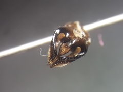 Andrena rhenana