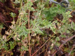 Indigofera poliotes
