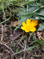 Crocus flavus flavus