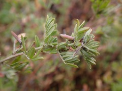 Indigofera poliotes