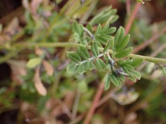 Indigofera poliotes