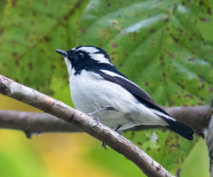 Ficedula westermanni
