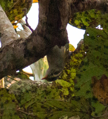 Phylloscopus reguloides