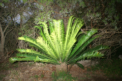 Encephalartos lebomboensis