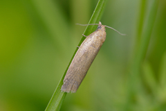 Aphelia viburnana