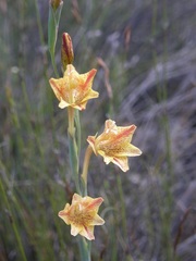 Gladiolus emiliae