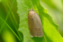 Aphelia viburnana