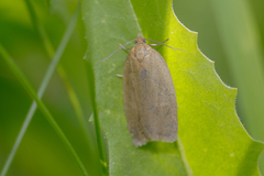 Aphelia viburnana
