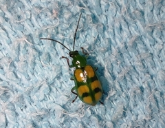 Diabrotica sexmaculata