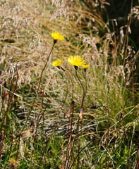 Microseris lanceolata