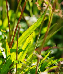 Microseris lanceolata