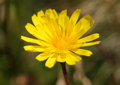 Microseris lanceolata
