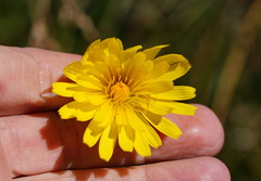 Microseris lanceolata
