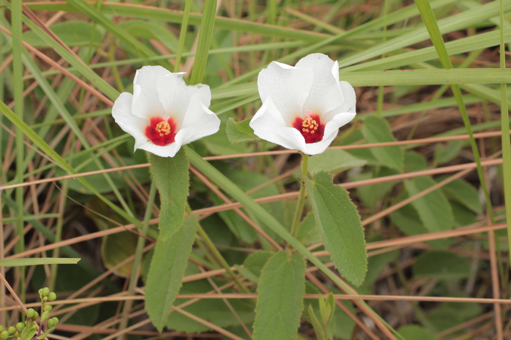 Peltaea edouardii