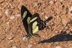 Heraclides torquatus