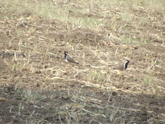 Vanellus indicus indicus