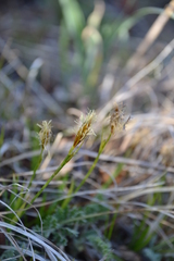 Carex longirostrata