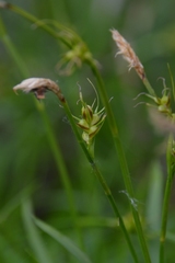 Carex longirostrata