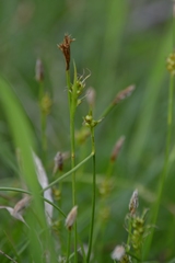 Carex longirostrata