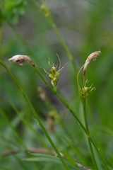 Carex longirostrata
