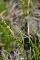 Carex longirostrata