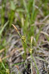 Carex longirostrata