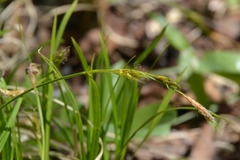 Carex longirostrata