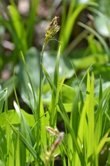 Carex longirostrata