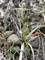 Carex longirostrata