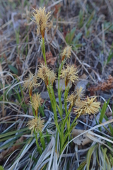 Carex longirostrata