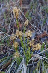 Carex longirostrata