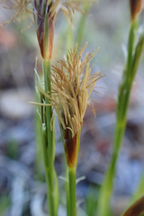 Carex longirostrata