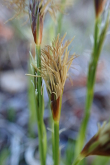 Carex longirostrata