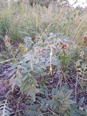 Sophora flavescens