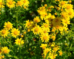Senecio pinnatifolius alpinus