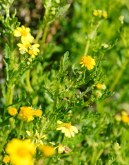 Senecio pinnatifolius alpinus
