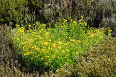 Senecio pinnatifolius alpinus