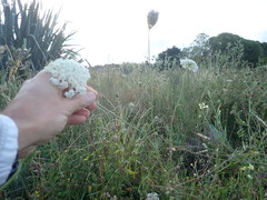 Daucus carota sativus