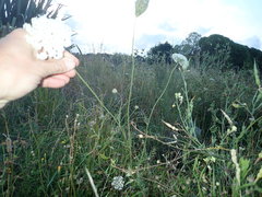 Daucus carota sativus