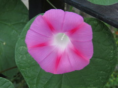 Ipomoea purpurea