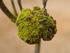 Candelariella antennaria