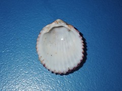 Vasticardium vertebratum