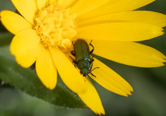 Psilothrix viridicoerulea