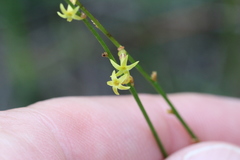 Stackhousia viminea