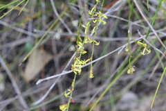 Stackhousia viminea