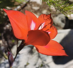 Gladiolus sempervirens