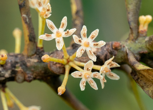 Myrsine lessertiana